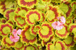 Pelargonium zonale red and yellow leaves with pink flowers