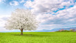 Flowering fruit tree cherry blossom. Single tree on the horizon with white flowers in the spring. Fresh green meadow with blue sky and white clouds.