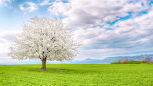 Flowering Fruit Tree Cherry Blossom. Single Tree On The Horizon With White Flowers In The Spring. Fresh Green Meadow With Blue Sky And White Clouds.
