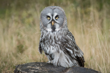 Poster - A full length portrait of a great grey owl perched on a tree stump staring forward at the camera