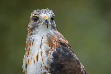 Poster - A very close half length portrait of a red tailed hawk staring inquisitively to the right against a natural plain green background