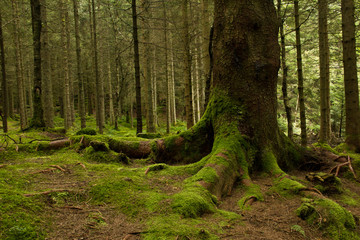 roots of a big tree with green moss in a deep green forest near bergen, norway