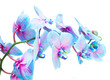 stem of blue and violet fresh orchid flowers isolated on white background