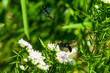 wasps feeding on flowers