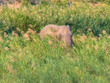 elephant hiding in grass