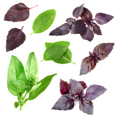 Wall Mural - Collage of fresh basil on white background