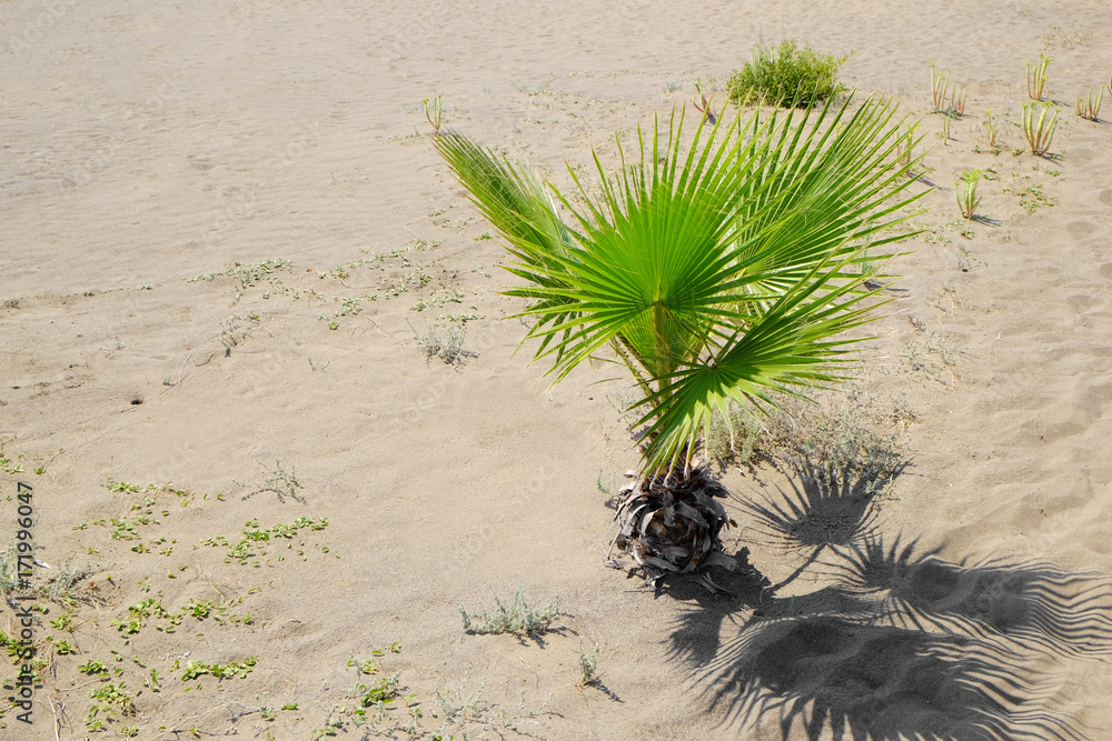 Small palm on sandy beach in sunny summer day