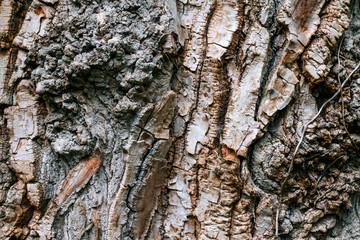 Texture of tree bark