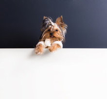 Cute Puppy Lies On White Carpet And Black Background. Yorkshire Terrier