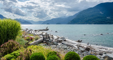 Driftwood Along The Shores Of Howe Sound