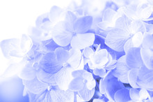 Sweet  Hydrangea Flowers On A White Background