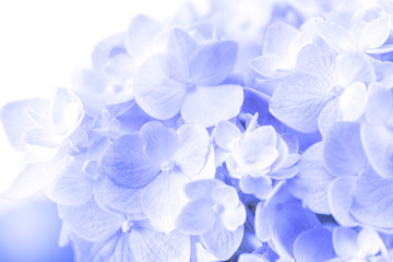 Wall Mural - sweet hydrangea flowers on a white background