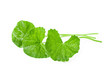 © gamjai - Fresh Centella asiatica, Asiatic Pennywort leaf.