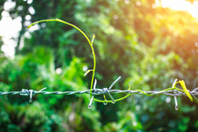 Green Leaves Creeping Plants Growing Over Barbed Wired With Green Environment Bokeh Background