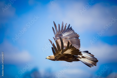 Golden Eagle flying