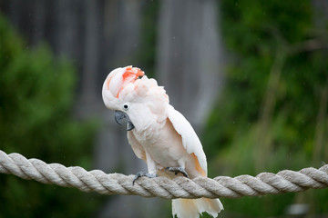 Moluccan Cockatoo