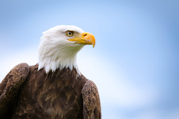 bald eagle
