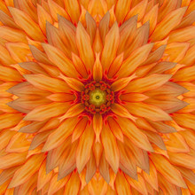 Dahlia Flower In The Form Of A Picture Of A Kaleidoscope