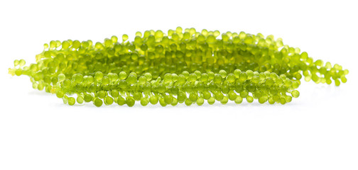 Umi-budou, grapes seaweed or green caviar isolated on white background