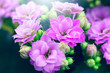 autumn lilac flowers. Nature vintage ourdoor photo with soft light