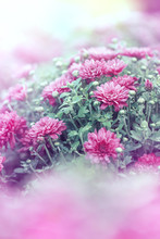 Pink Vintage Nature Macro Closeup Flowers In Autumn Field Outdoor