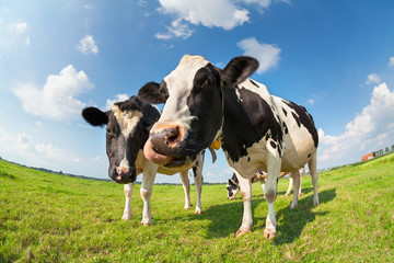 cows on green grass pasture on sunny day