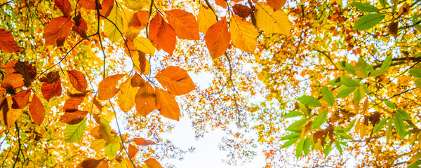 Wall Mural - Autumn leaves against the sky, looking up in a forest in autumn