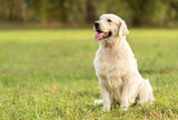 Fototapeta Zwierzęta - Beauty Golden retriever dog