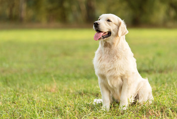 beauty golden retriever dog