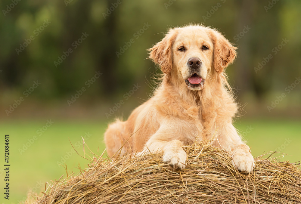 Beauty Golden Retriever dog on the hay bale - obrazy, fototapety, plakaty 