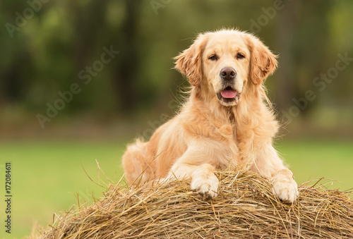 Cuadros en Lienzo Beauty Golden Retriever dog on the hay bale