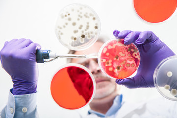 focused senior life science professional grafting bacteria in the pettri dishes. lens focus on the p
