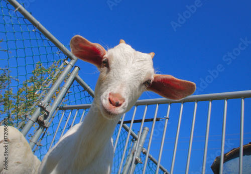 Zdjęcie XXL biały młody baranek zwierząt gospodarskich zwierząt gospodarskich błękitne niebo