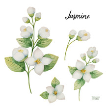 Watercolor Vector Set Of Flowers And Branches Jasmine Isolated On A White Background.