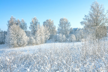 Sticker - rural winter snowy landscape with forest,field,village and blue sky.