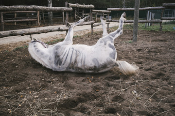 Wall Mural - White horse painted as a skeleton for halloween wallowing in the dirt, being happy