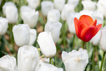 Wall Mural - Red tulip growth among white tulip background (Concept for differentiate from other, leader or unique)