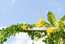 Metal Fence With Beautiful Yellow Flowers Against Summer Blue Sky Background,Cat's Claw, Catclaw Vine, Cat's Claw Creeper Plants