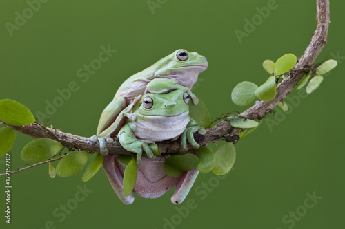 Zdjęcie XXL Przysadzista żaba na gałązce