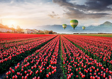 Beautiful Field Of Red Tulips In Holland. Balloons In The Background. Fantastic Spring Event