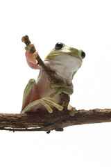 dumpy frog on white background