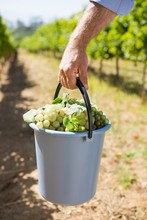 Close-up Of Vintner Carrying Harvested Grapes In Bucket