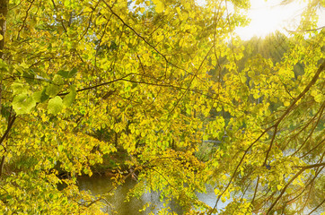 Wall Mural - the rays of the sun through golden autumn leaves.