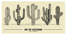 Vector Set Of Hand Drawn Cactus. Sketch Illustration. Different Cactuses In Monochrome Style