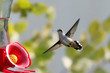 Hummingbird wings
