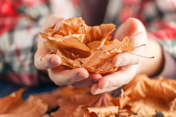 Canvas Print - heap of fall leaf on blue table in hands