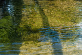 Grass Under Water