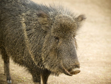 A Close Up Peccary, Also Called Javelina