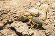 Scorpion deathstalker from the Negev desert took a defensive stance (Leiurus quinquestriatus)