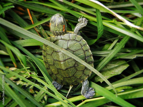 Plakat Mały zielony żółwia czołganie w trawie